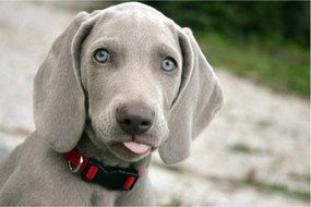 Kép - weimaraner kölyökkutya (90x60 cm)
