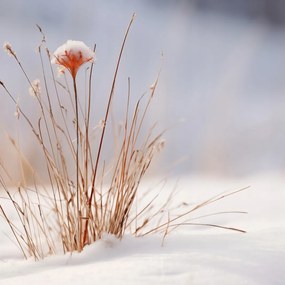Poszter 30x30cm Tél a részletekben