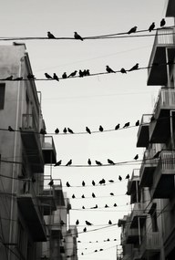 Poszter 68x101cm Városi motívum madarakkal