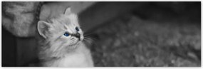 Poszterek 200x66 Szimpatikus cica macskák