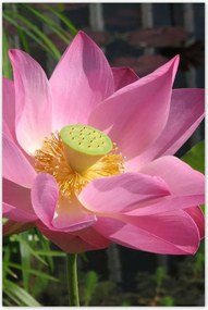 Poszterek 60x90 Lótusz Lótuszvirág