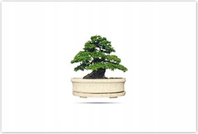 Poszterek 200x135 Bonsai fa