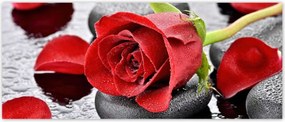 Fotótapéták 250x104 Vörös rózsa Neki