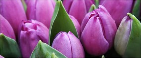 Kép - tulipánok (120x50 cm)