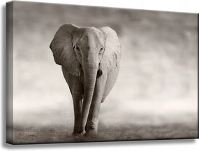 Vászonkép Fekete-fehér Elefánt Pózoló Afrika 60x40 cm