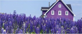 Levandula mező képe (120x50 cm)