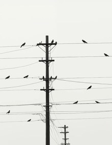 Poszter 50x65cm Szimfónia a drótokon