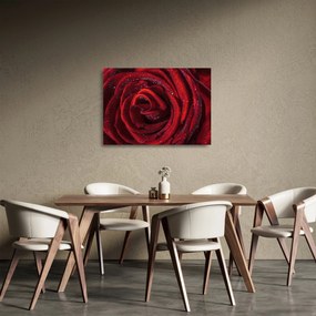 Üveg kép - Vörös rózsa harmatcseppekkel (70x50 cm)