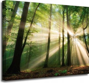 Vászonkép Nap az erdőben Fák Természet 50x40 cm Ajándéknak is tökéletes