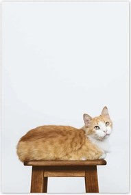 Poszterek 80x120 Cica Cicák