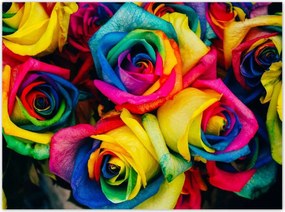 Poszterek 135x100 Színes rózsák Virágok