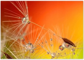 Poszterek 100x70 Pitypang Virág Virágok