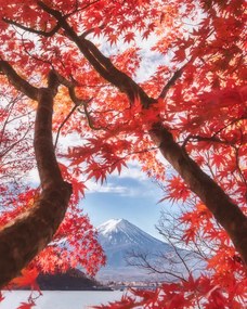 Fotográfia Mt.fuji is in the autumn leaves, Makiko Samejima