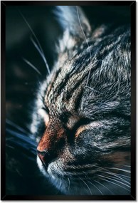 Poszterek keretben 40x60 Cica Cicák