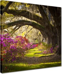 Vászonkép 30x30 Tölgyfa sikátor