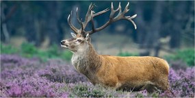Fotó-üvegkép Szarvas a levendula között 140x70