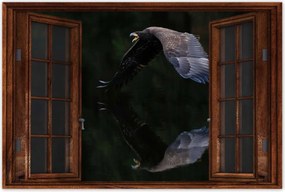 Poszterek 90x60 Madarak