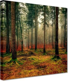 Vászonkép 60x60 Erdei táj Kilátás