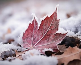 Poszter 50x40cm Levél az ősz végén