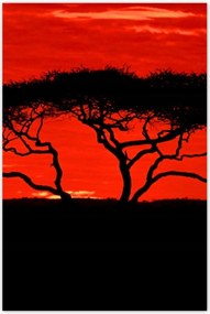 Poszterek 80x120 Akác Afrikában