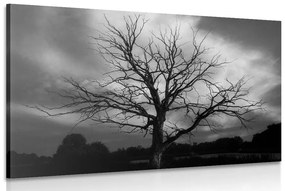 Kép fa réten fekete fehérben