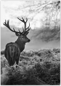 Poszterek 50x70 Szarvas a rikkancson