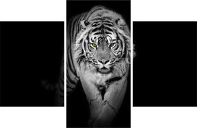 Kép - Sárga szemű tigris (90x60 cm)