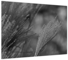 Üveg kép - Szárított pampafű (70x50 cm)