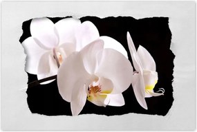 Poszterek 90x60 Fehér orchidea