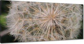 Vászonkép 120x60 Pitypang Virág Virágok