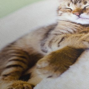 Kép - alvó cica (120x50 cm)