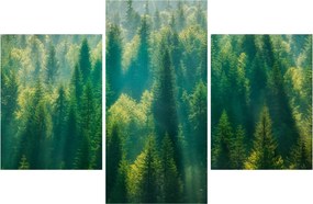 Kép - fenyőerdő (90x60 cm)