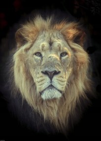 Poszter 39,5x55cm Oroszlánfej, Assaf Frank
