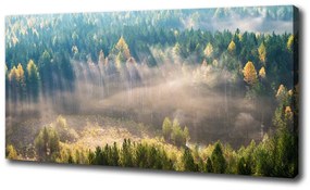 Feszített vászonkép Köd az erdőben oc-104886541