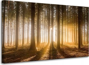Vászonkép Nap az erdőben Fény fák 100x60 cm Ideális ajándék
