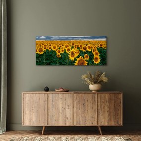 Napraforgó mező képe (120x50 cm)