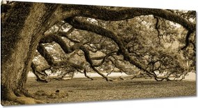 Festmények 115x55 Erőteljes tölgy