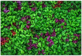 Poszterek 200x135 Kerti azálea