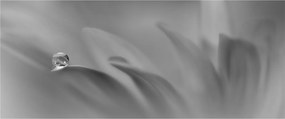 Kép - Csepp a virágon, fekete-fehér (120x50 cm)