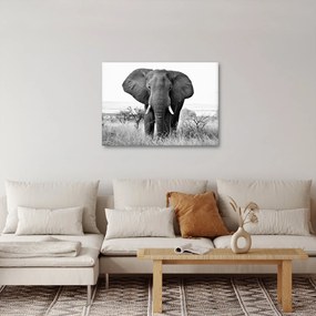Kép - Afrikai elefánt II. (70x50 cm)