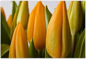 Poszterek 185x125 Sárga tulipánok