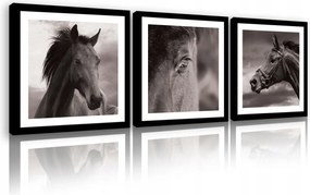 Vászonkép 75x25 Ló lovak állat természet erő kecsesség szabadság hatalom kifejezés