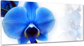 Vászonkép 115x55 Kék orchidea