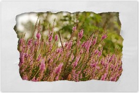 Poszter 60x40 Hanga virágok lila