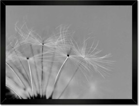 Poszterek keretben 40x30 Pitypang Virág Virágok