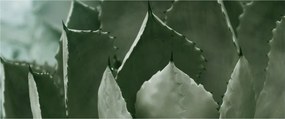 Kép - Zöld agávé (120x50 cm)