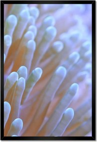 Poszterek keretben 40x60 Csodálatos tengeri világ