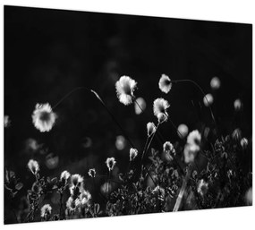 Kép - Gyapotfűvel borított rét N⁰1 (70x50 cm)