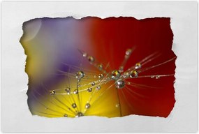 Poszterek 60x40 Pitypang Virág Virágok