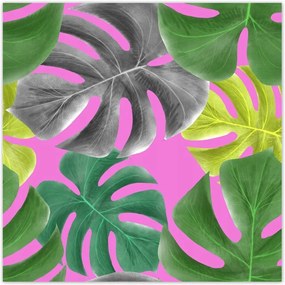 Poszterek 30x30 Levelek Monstery